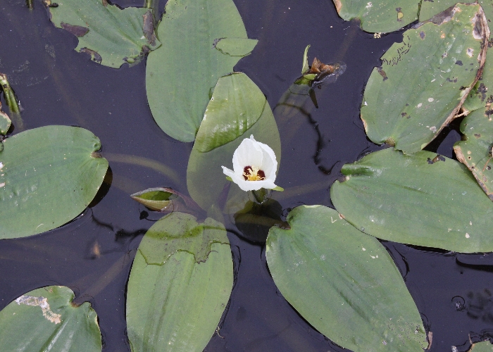 Central Queensland Plants Hydrocharitaceae